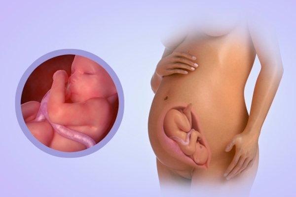 Sự phát triển của bé khi mang thai tuần 36